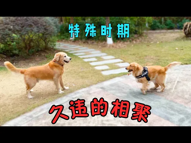 宅了一个月,终于在小区遇到别的狗,金毛太激动了!